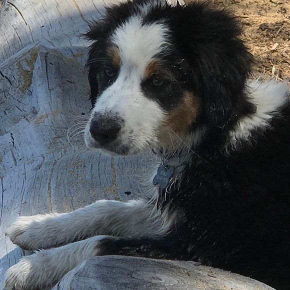 Meet your Posher, Terri - Picture 1 of 1